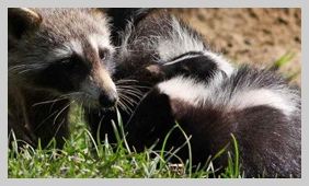 SkunkRacoon