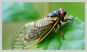 Cicada_TH